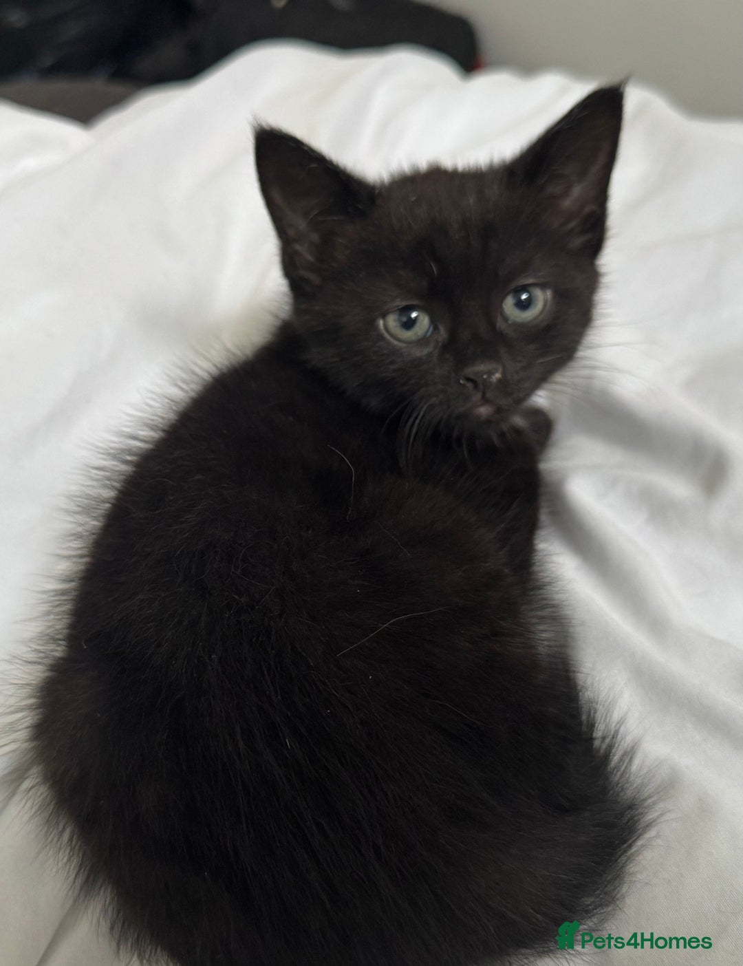 Domestic Shorthair cats for sale: Kittens for sale - Image 4