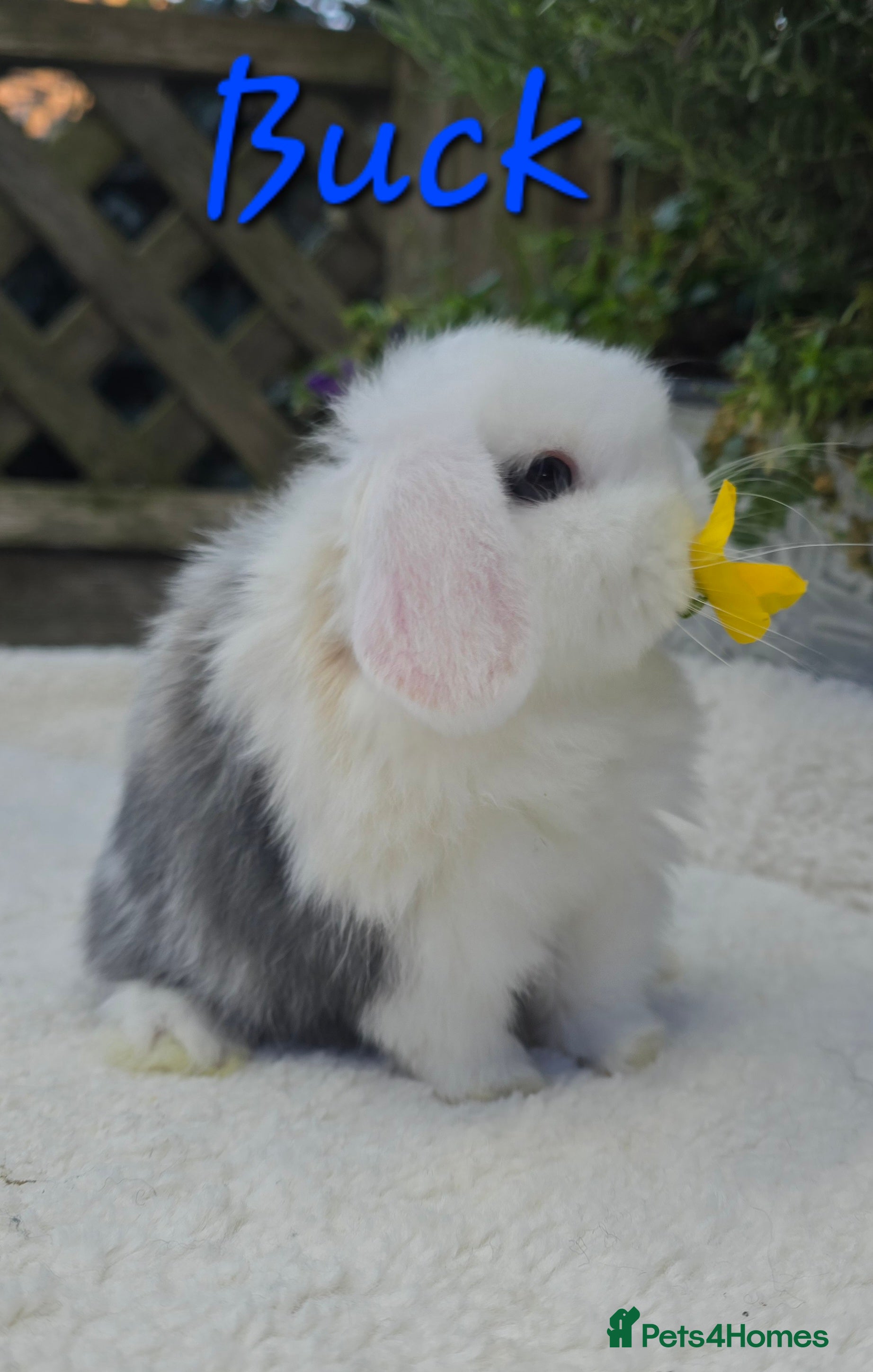 Mini Lop rabbits Beautiful mini lops girls and boys - Advert 12