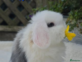 Mini Lop rabbits Beautiful mini lops girls and boys - Advert 12