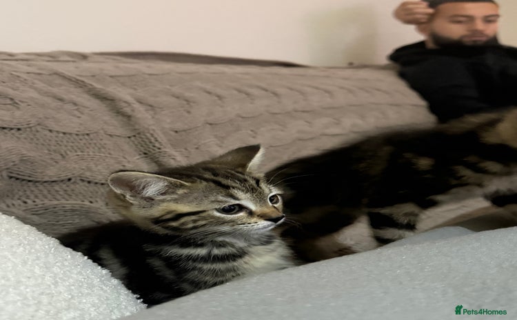 Mixed Breed cats - Advert 4