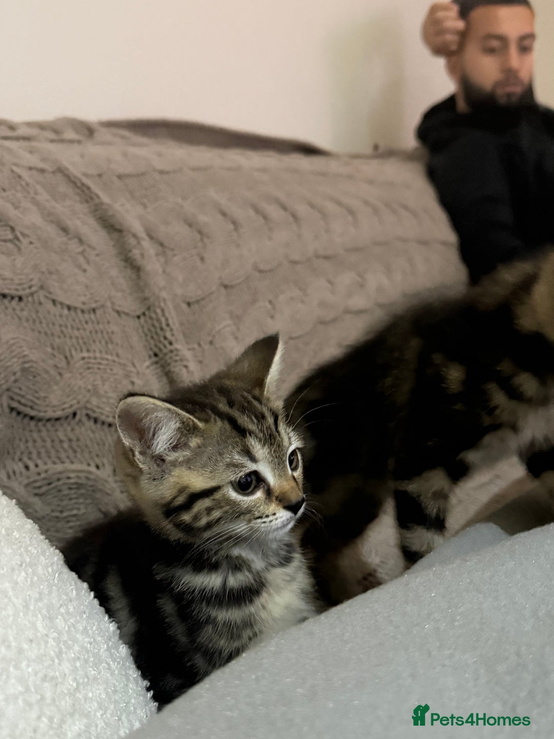 Mixed Breed cats for sale: 2 adorable little boys for sale - Image 1