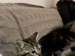 Mixed Breed cats - Advert 15