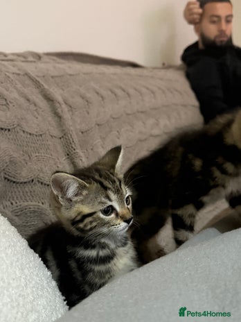 Mixed Breed cats - Advert 10