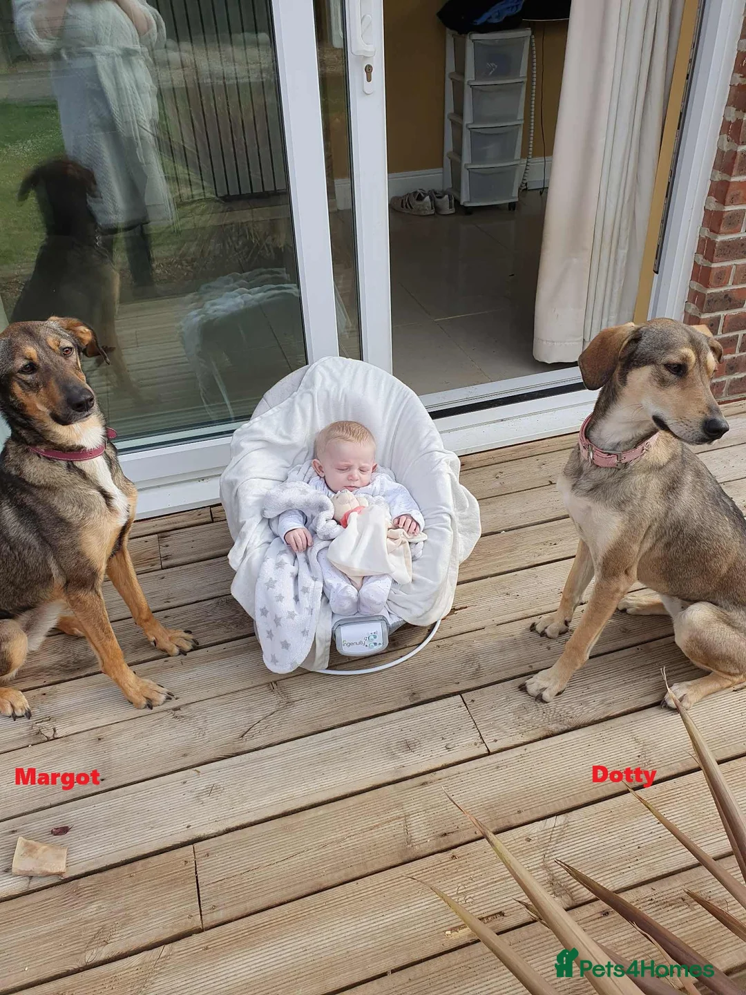 Mixed Breed dogs for adoption: DOTTY – 9 years old, Female, Mixed Breed - Advert 2