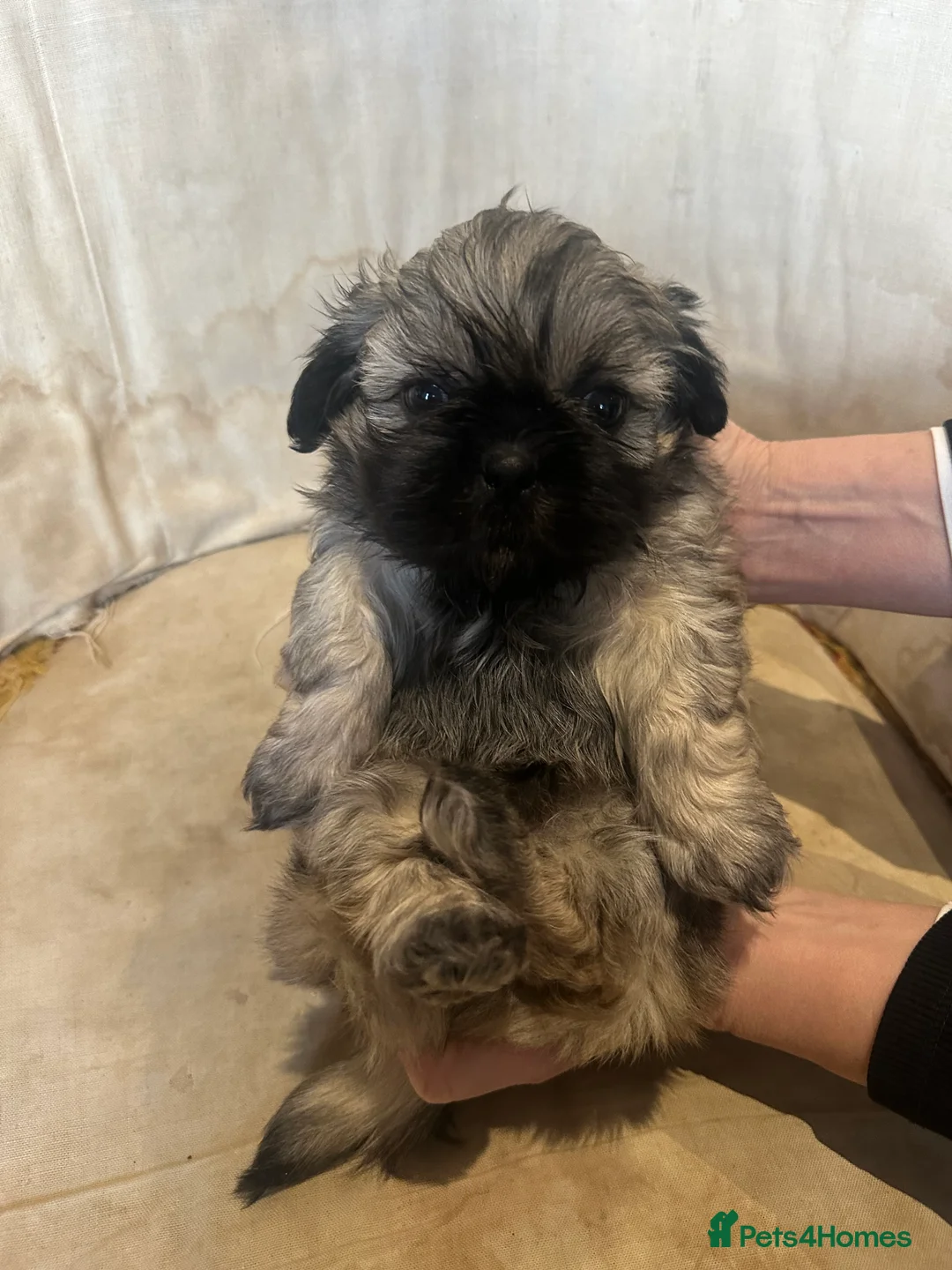Shih Tzu dogs for sale: Shih Tzu Beauties, Imperial lines - Advert 25