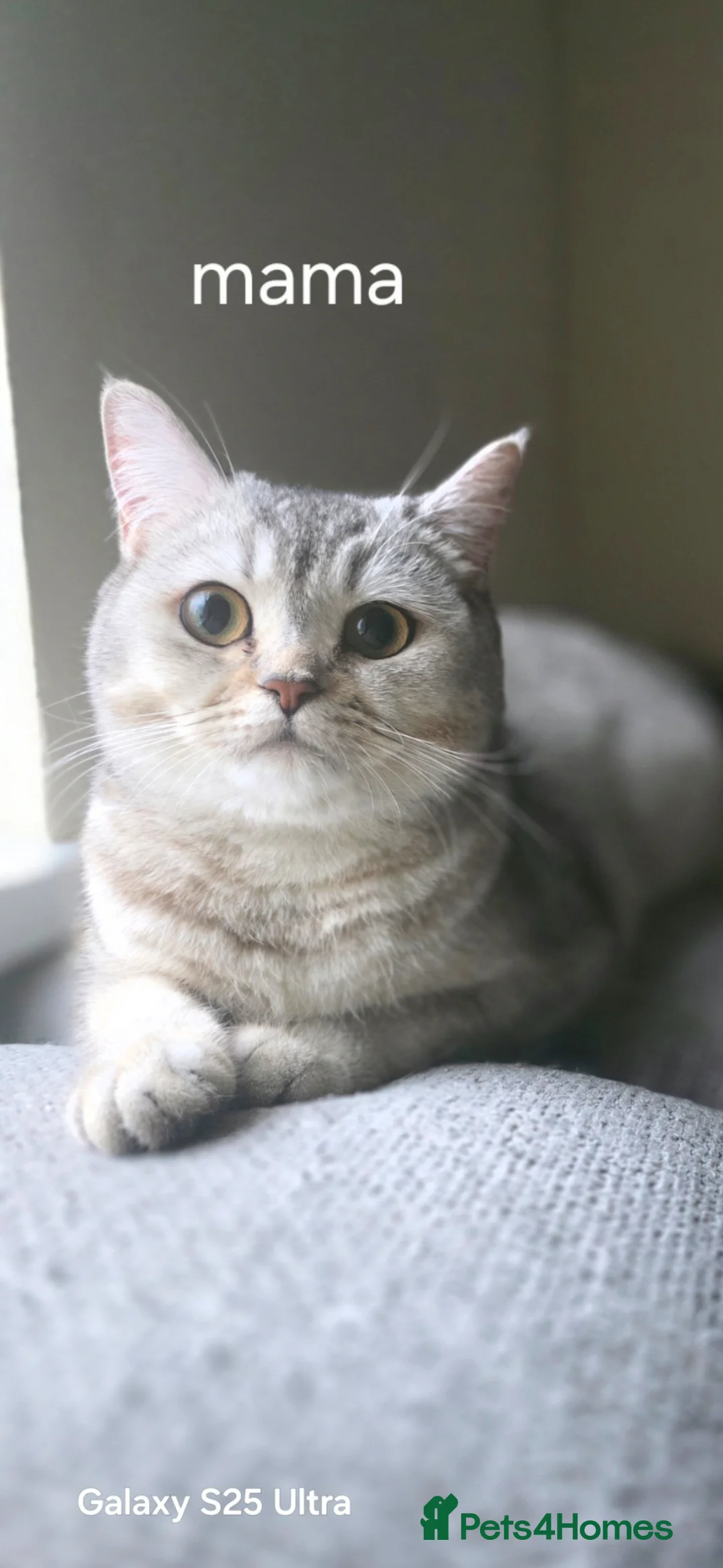 Scottish Fold cats for sale: Scotish straight  - Advert 8
