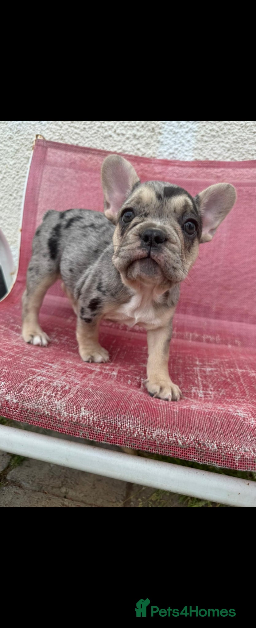 French Bulldog dogs for sale: French bulldog puppies  - Advert 8