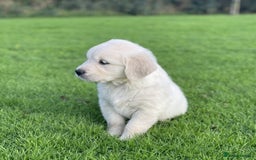 Golden Retriever dogs for sale: Stunning Golden Retriever Puppies - Image 2