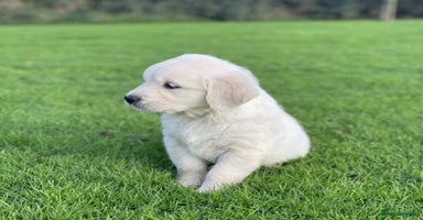 Golden Retriever dogs - Advert 6