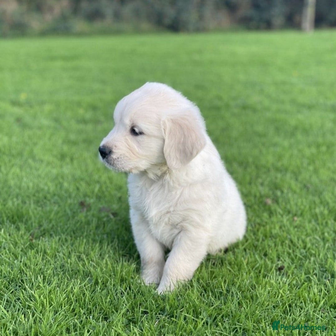 Golden Retriever dogs for sale: Stunning Golden Retriever Puppies - Image 2