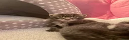Domestic Shorthair cats for sale: Four beautiful healthy happy kittens  - Advert 23