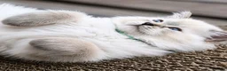 Ragdoll cats for sale: Stunning TICA-Registered Ragdoll Boys Ready Now  - Advert 11