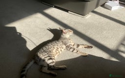 Bengal cats for sale: Pure bengal girl  - Image 8