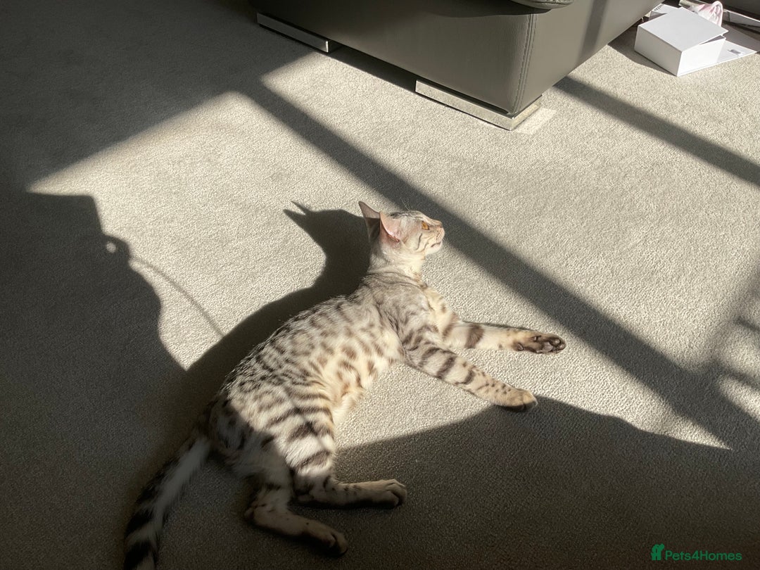 Bengal cats for sale: Pure bengal girl  - Image 8