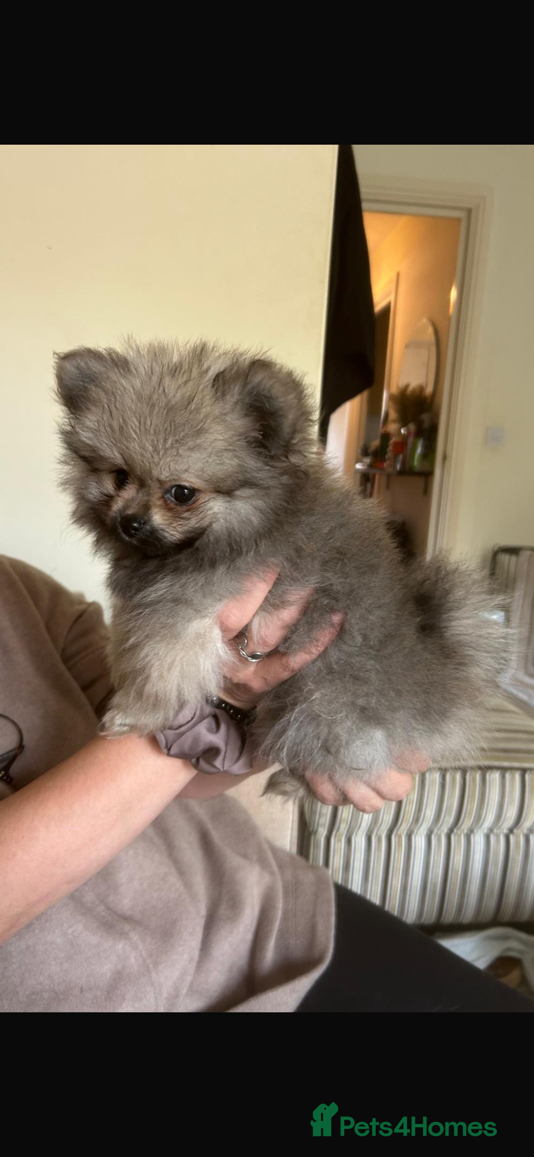 Pomeranian dogs for sale: KC Reg 5⭐️Poms champions & Russian bloodline  - Advert 34