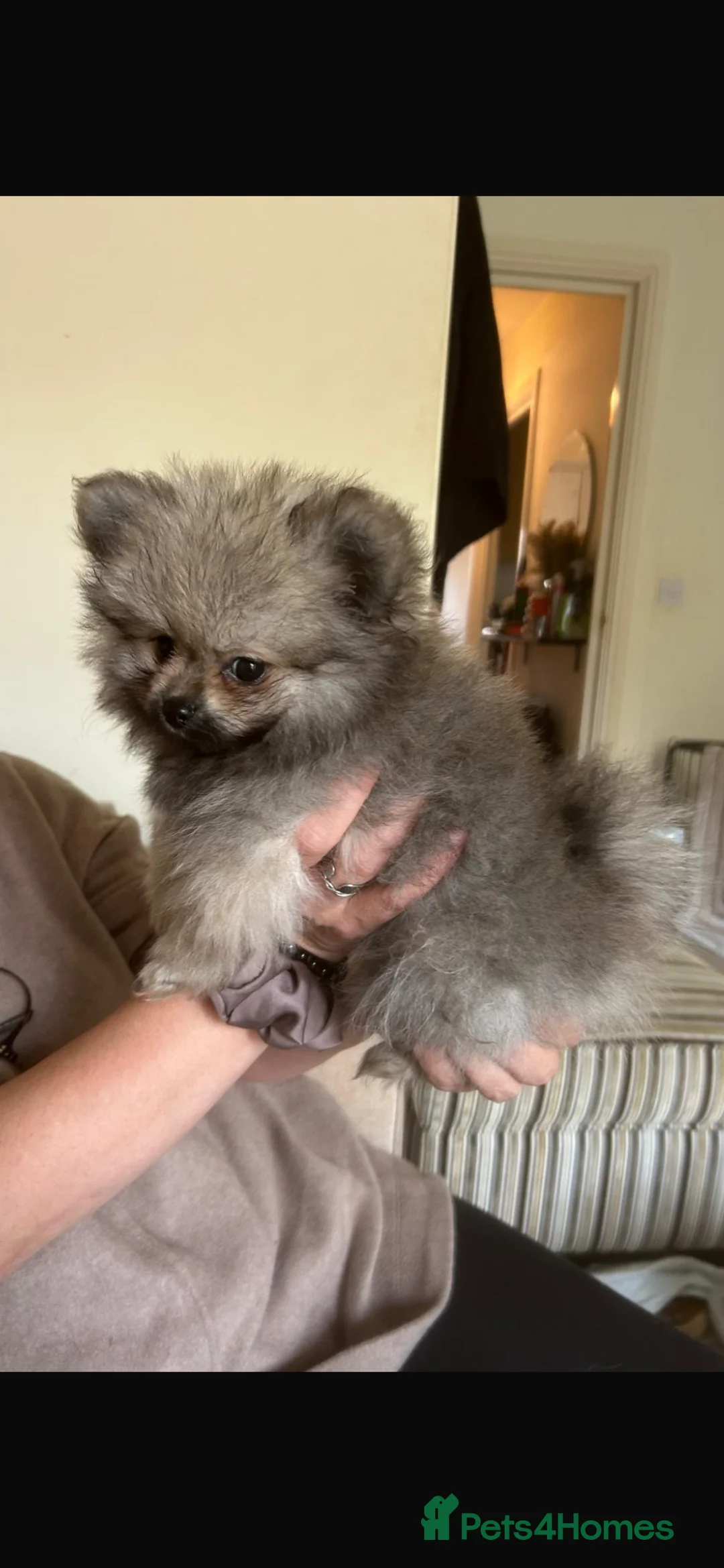Pomeranian dogs for sale: 5 Generation champion Russian bloodline - Advert 35