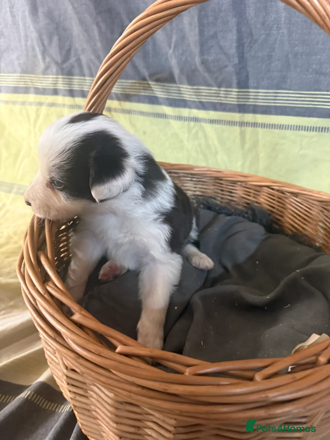 Border Collie dogs for sale: Red Merle and red- black and white border collies - Advert 15