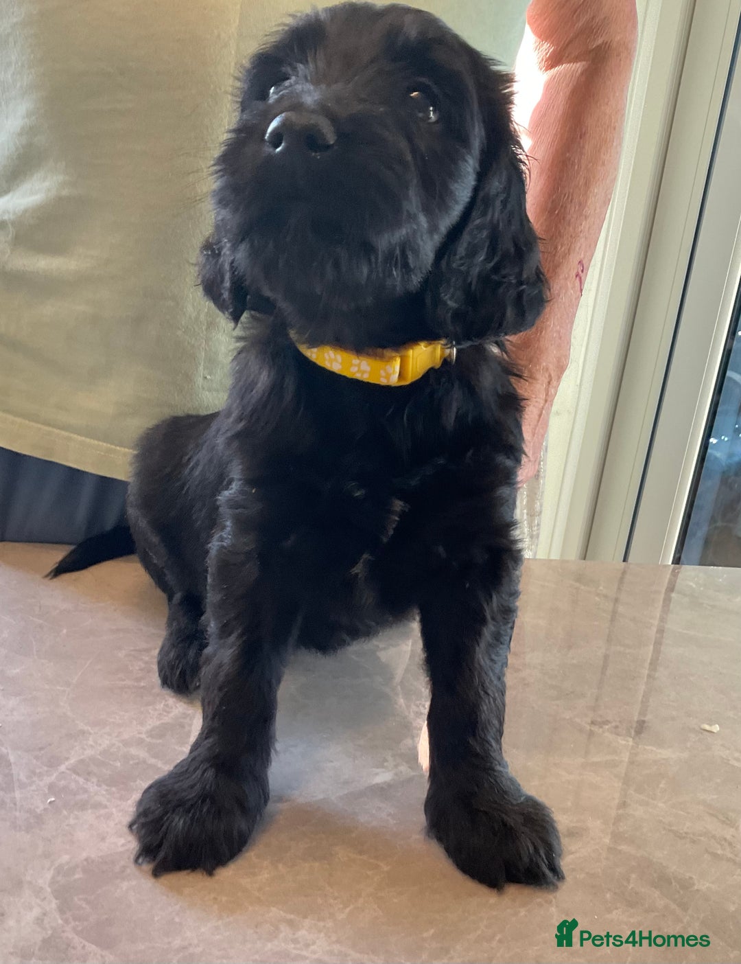 Mixed Breed dogs for sale: Beautiful Goldendoodle/Spangold Retriever Puppies - Advert 9