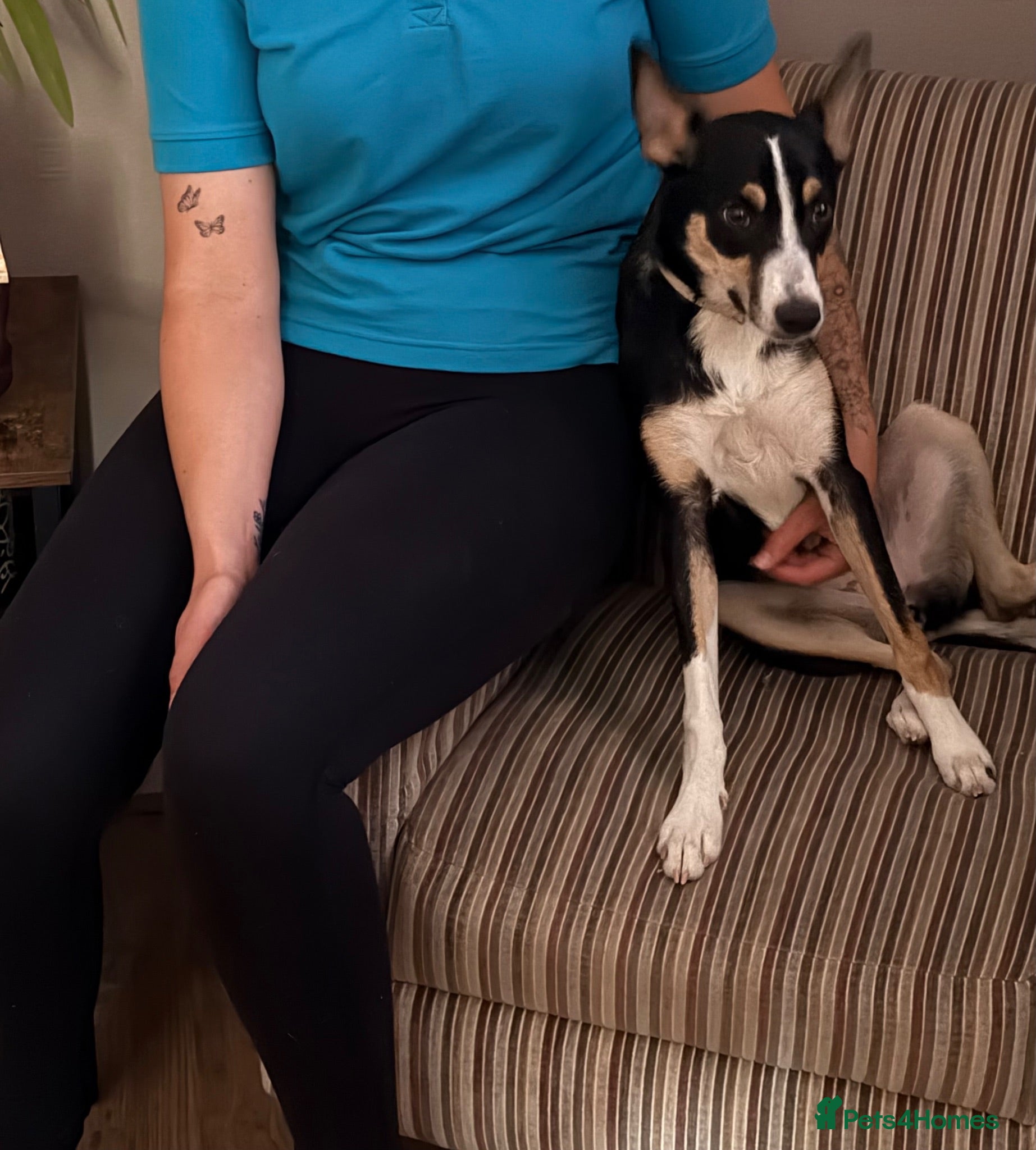 Mixed Breed dogs Collie Mixed Breed Female Pup Very Pretty  - Advert 11