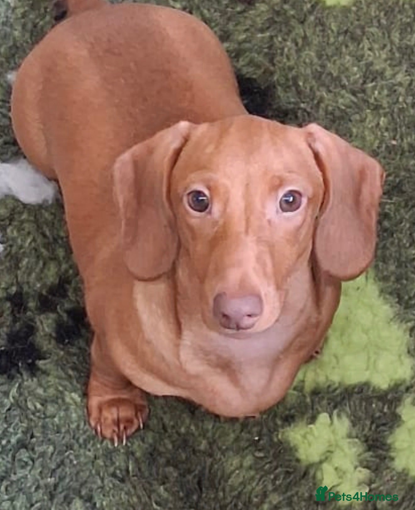 Miniature Dachshund dogs 💙💙One Chocolate Based Red Boy Left💙💙 - Advert 1