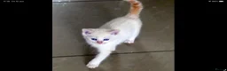 Mixed Breed cats for sale: Adorable Ragdoll x Maine Coon mix kittens  - Advert 22