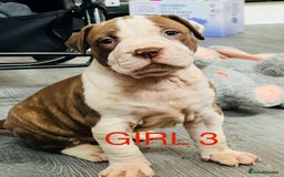American Bulldog dogs for sale: American Bulldog pups - Image 1