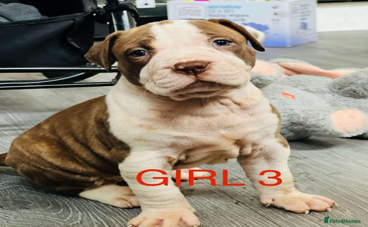 American Bulldog dogs - Advert 1