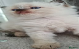 Ragdoll cats for sale: Ragdoll Kittens purebred  - Image 3