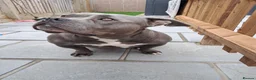 American Bully dogs for sale:  4 Yr old American pocket bully - Advert 3