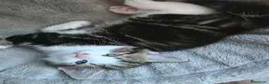Mixed Breed 1
