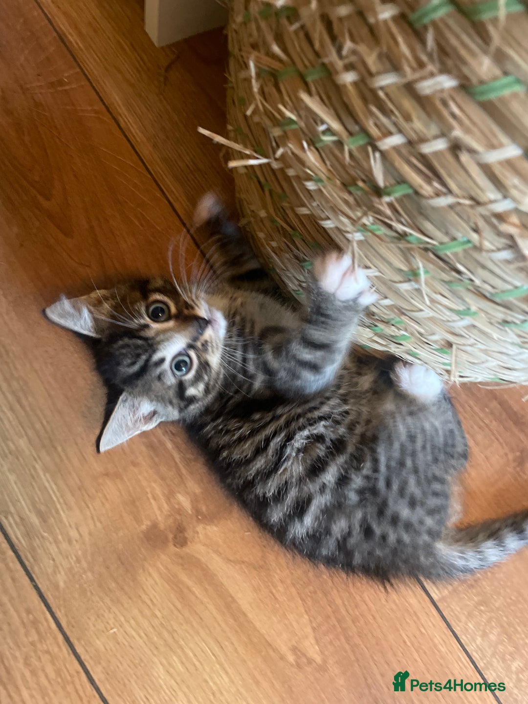 Mixed Breed cats for sale: Male kittens - Image 3