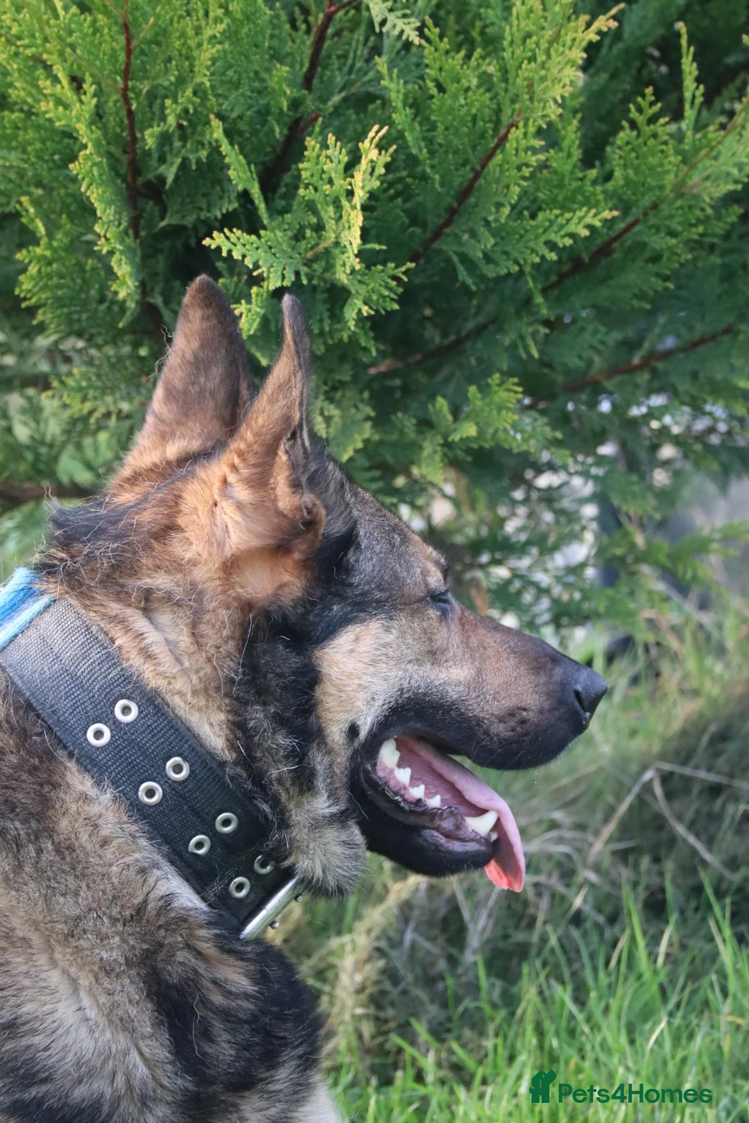 German Shepherd dogs for sale: Trained family dog - Advert 2