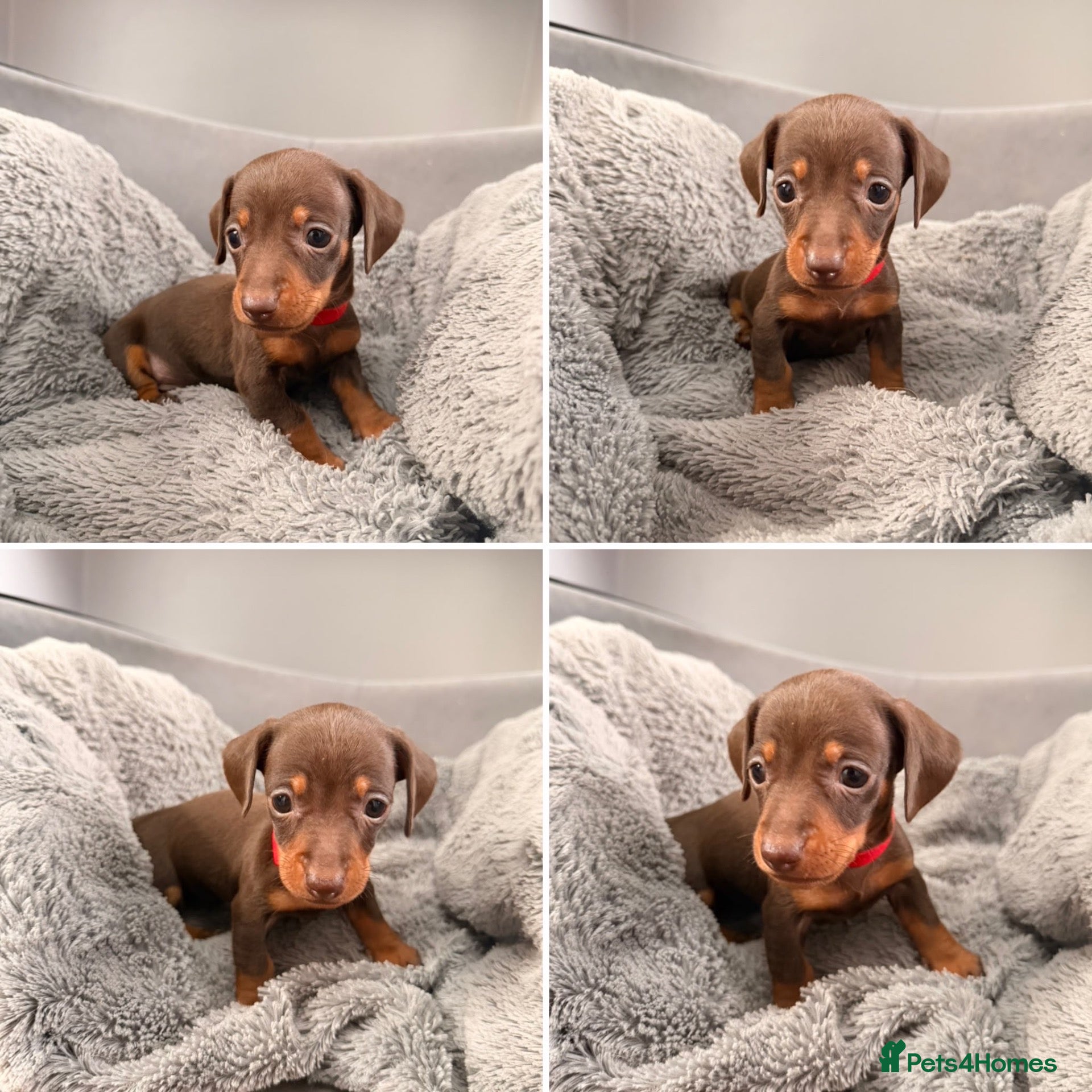 Miniature Dachshund dogs 5 lovely miniature dachshund puppies for sale - Advert 1