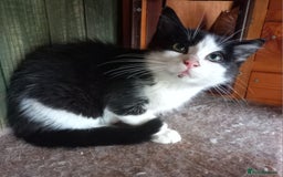 Mixed Breed cats for sale: Rescue kittens  - Image 2