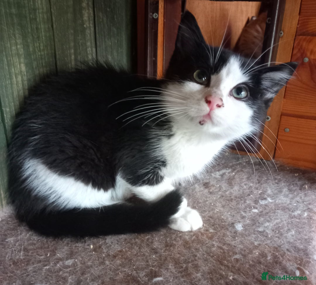 Mixed Breed cats for sale: Rescue kittens  - Image 2