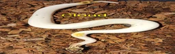 Python Snake reptiles for sale: Ball pythons (8mth). Pied/Firefly/Gene X/Mojave) - Advert 18