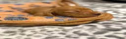 Miniature Dachshund dogs for sale: 🩷Beautiful Miniature Dachshund Girls🩷 in Thetford - Advert 13