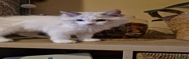 Logan