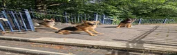 German Shepherd dogs for sale: German Shepherd  in Bilston - Advert 3