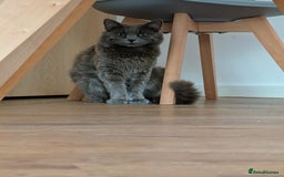 Nebelung cats for sale: Lovely 3 year old boy - Image 2