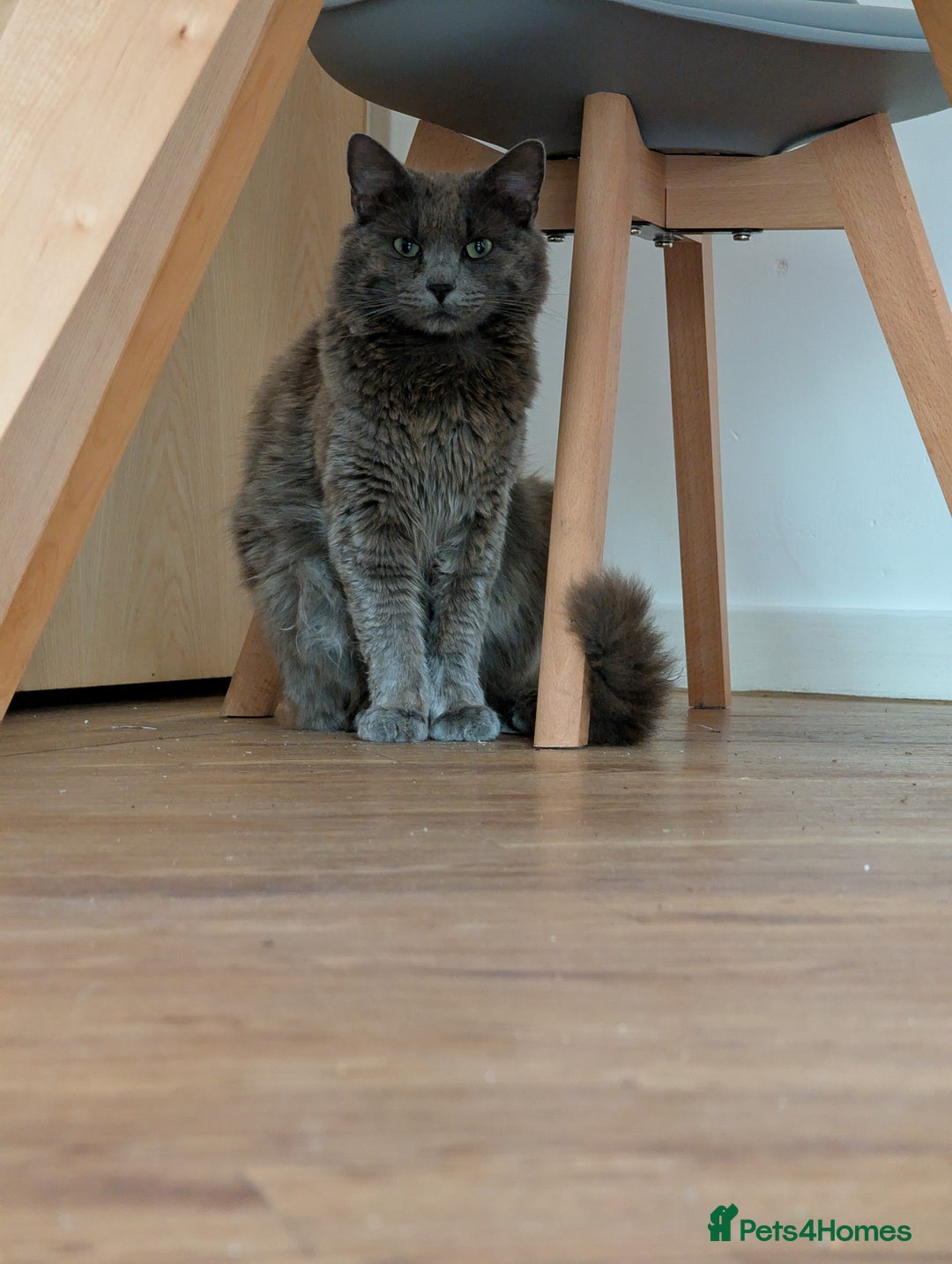 Nebelung cats for sale: Lovely 3 year old boy - Image 2