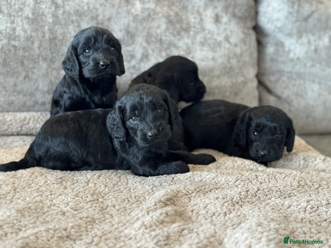 Cockapoo dogs for sale: CURLY F1 COCKERPOO - Advert 3