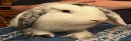 Mixed Breed rabbits for sale: MINI LION LOP X LION LOP RABBIT FOR SALE + CAGE  in Colchester - Advert 6