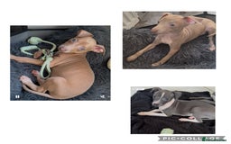 Italian Greyhound dogs for sale: KC Italian Greyhounds - 1 girl and 1 boy available - Image 5