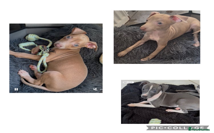 Italian Greyhound dogs - Advert 1