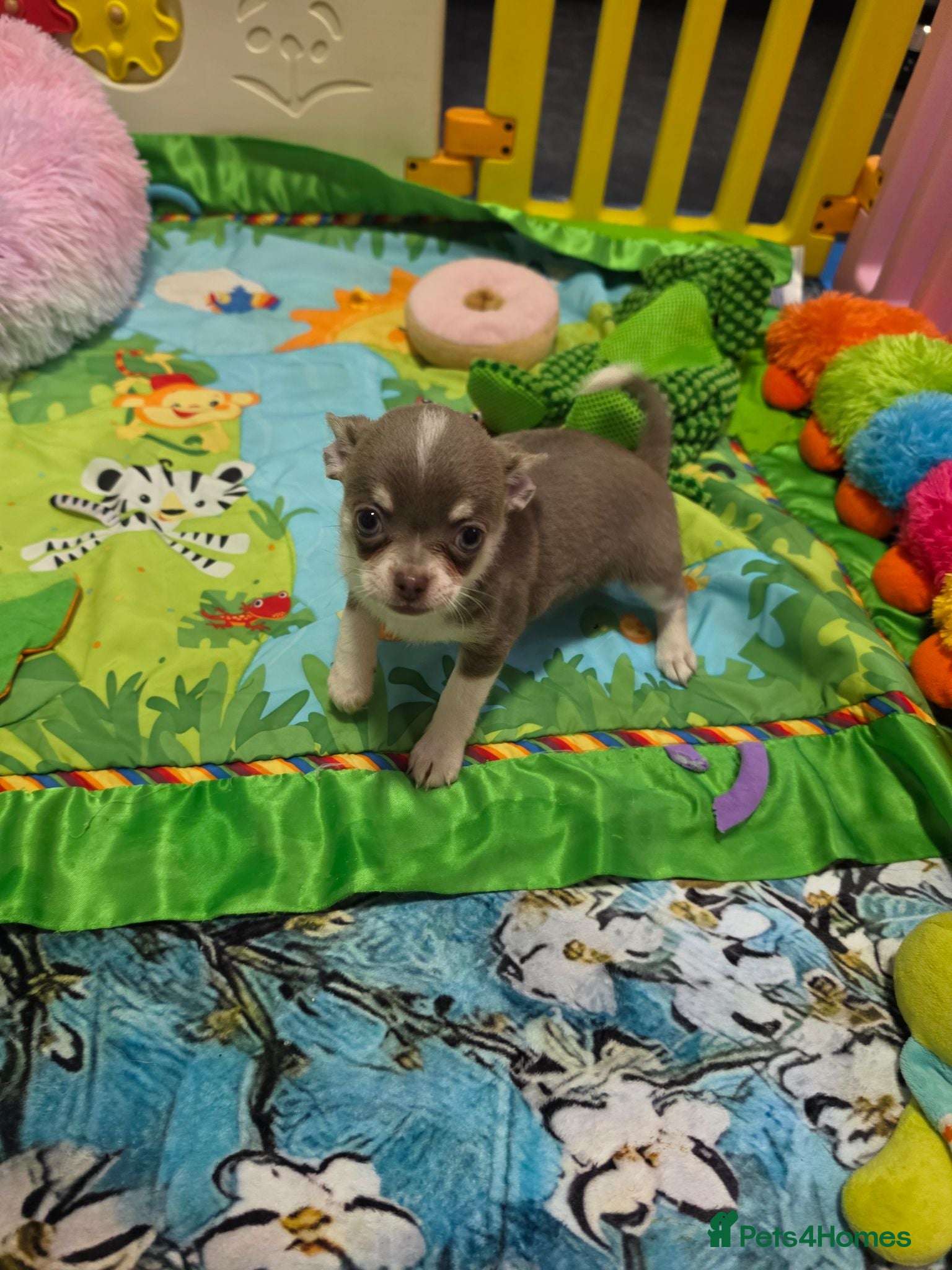 Chihuahua dogs Kc reg Chihuahua Puppys health tested parents - Advert 2