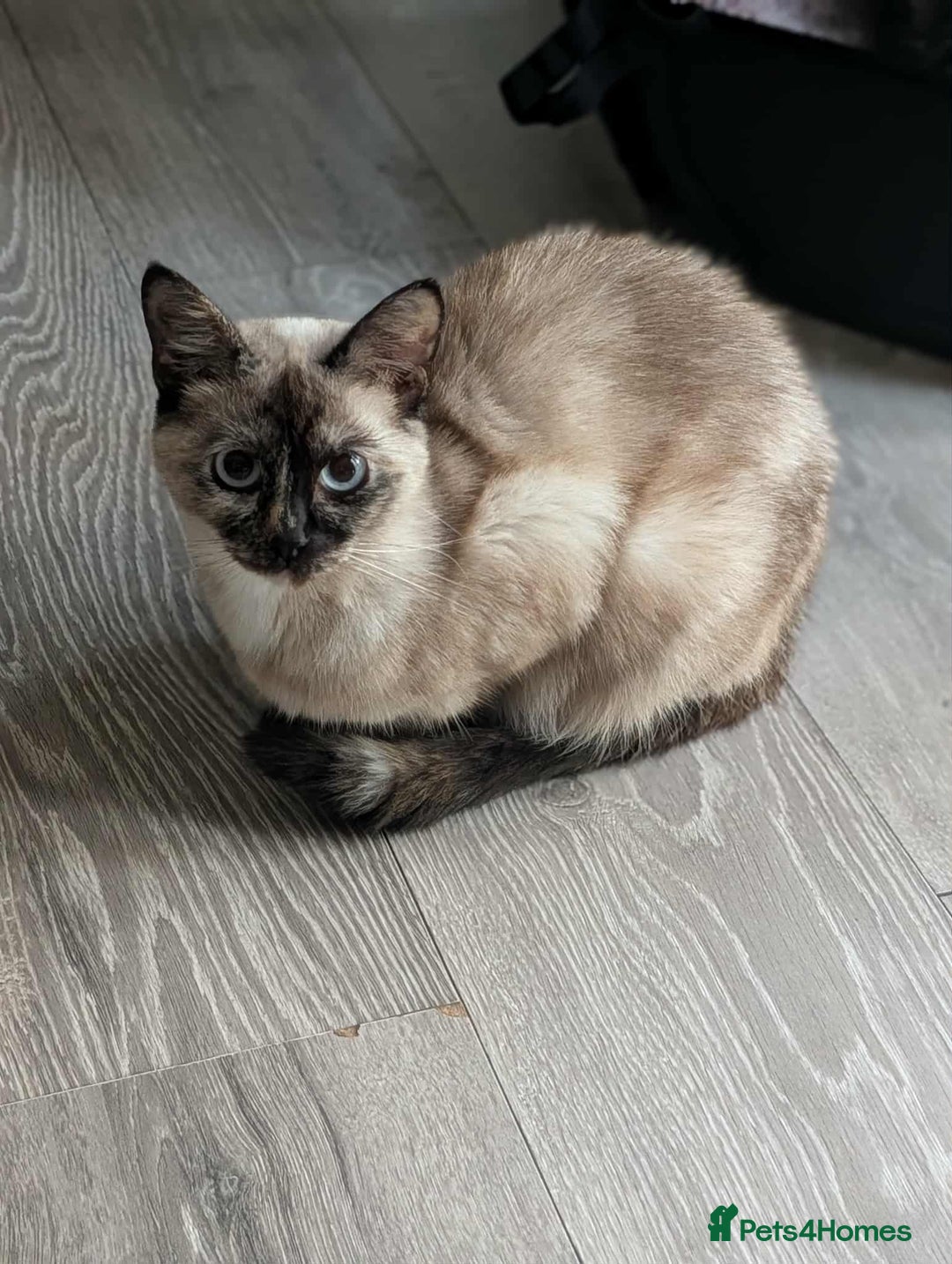Ragdoll cats for sale: 2 Gorgeous Ragdoll kittens - Image 10