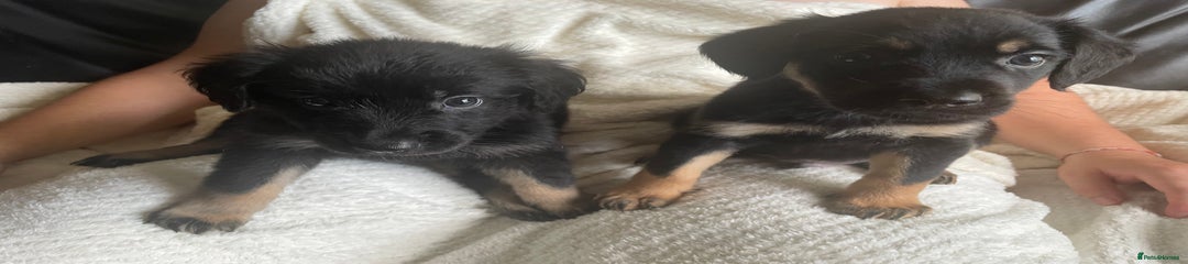  2 male louie  