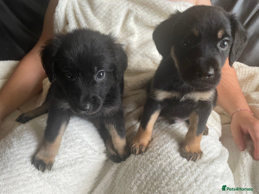 Mixed Breed dogs for sale: Mother cocker spaniel father German Shepherd - Image 3