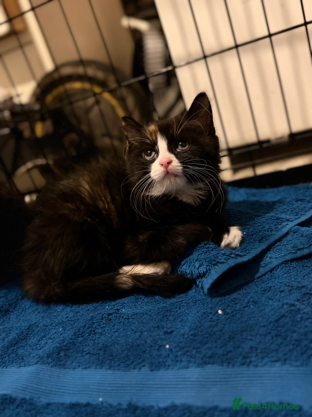 Mixed Breed cats for sale: Female kitten  in Birmingham - Advert 2